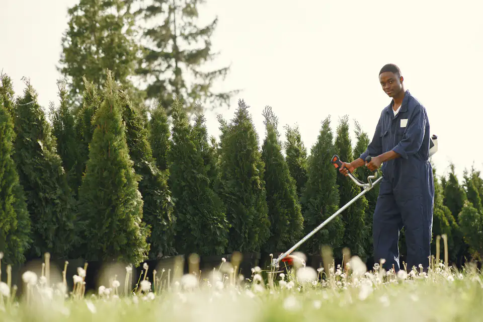 Gardener trimming a green hedge