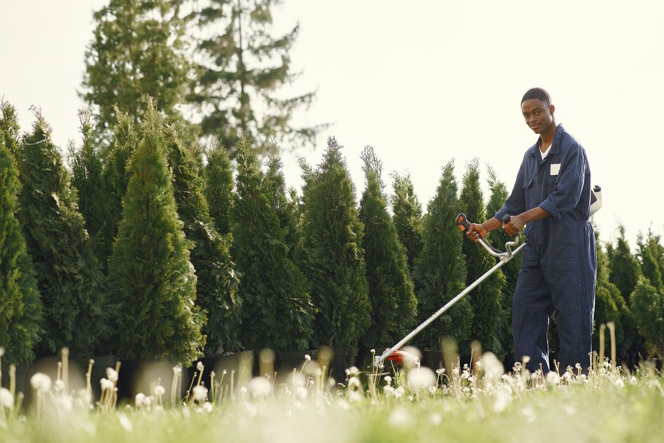 Stock view of a gardener trimming a green hedge